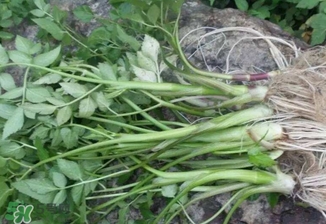 有毒的野芹菜圖片 不能吃的野芹菜圖片