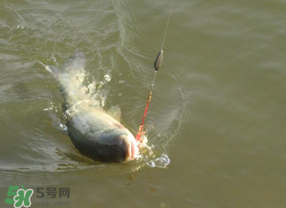 谷雨好釣魚嗎？谷雨釣魚用什么餌料？