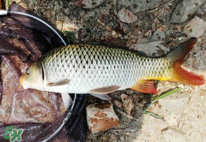 谷雨好釣魚嗎？谷雨釣魚用什么餌料？