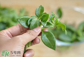 冰菜和穿心蓮是同一種菜嗎？冰菜和穿心蓮是一科嗎？