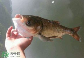 五月份能釣鰱魚嗎？五月份釣什么魚？