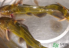 嘎魚(yú)是海魚(yú)嗎？嘎魚(yú)是什么魚(yú)