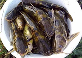 嘎魚(yú)是鯰魚(yú)嗎？嘎魚(yú)是黃辣丁嗎