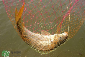 立夏怎么釣鯉魚(yú)？立夏釣鯉魚(yú)用什么餌料？