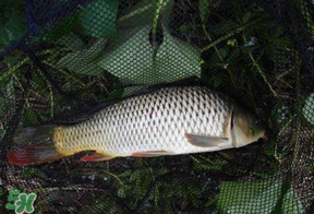 立夏怎么釣鯉魚(yú)？立夏釣鯉魚(yú)用什么餌料？