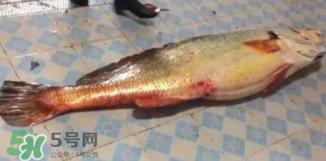 天價(jià)魚(yú)賣出347萬(wàn) 金錢鳘為什么這么貴？