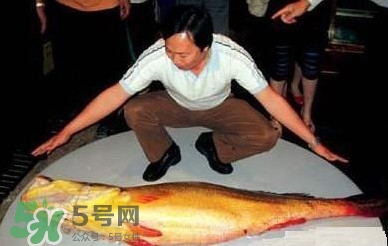 黃唇魚魚鰾能救命？黃唇魚魚鰾可以救命？