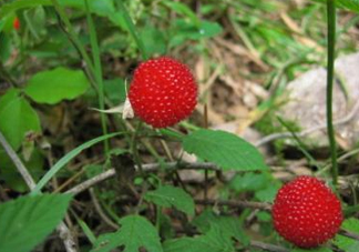 野草莓怎么吃？野草莓怎么清洗