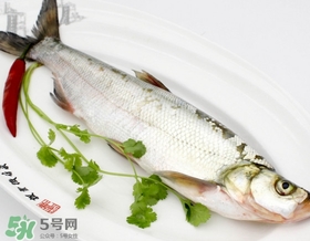 白條魚能長多大？白條魚可以長多大？