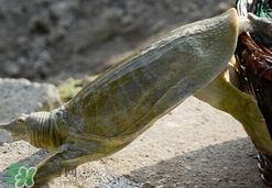 如何區(qū)分野生甲魚？野生甲魚辨識圖片