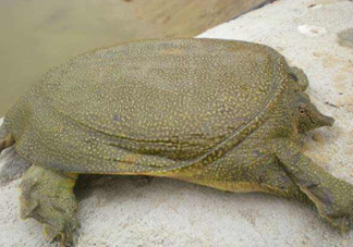 如何區(qū)分野生甲魚？野生甲魚辨識圖片