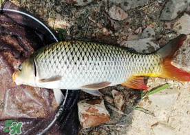 六月份怎么釣鯉魚？六月份釣鯉魚技巧