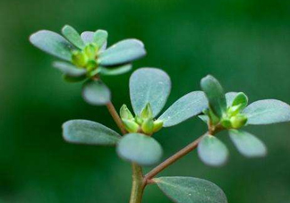 螞蚱菜洗好后怎么保存？剛采的螞蚱菜能存放幾天