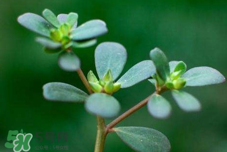 螞蚱菜和鵝蛋能在一起吃嗎？鵝蛋可以和螞蚱菜一起吃嗎