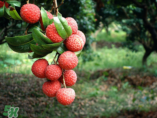 8月份還有荔枝嗎？荔枝幾月份下市？