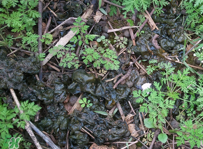 孕婦能吃地耳菜嗎？寶寶能吃地耳菜嗎？