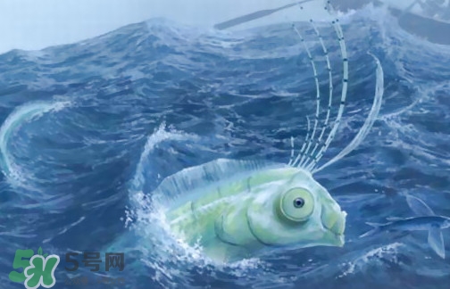 皇帶魚可以吃嗎？皇帶魚是帶魚的一種嗎