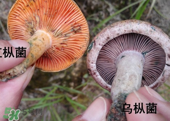 樅樹(shù)菌怎樣保存至冬季？樅樹(shù)菌能和榨菜一起吃嗎