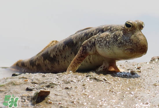 跳跳魚是什么魚？跳跳魚是不是泥鰍