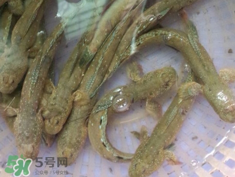 跳跳魚怎么做好吃？跳跳魚的最好吃做法