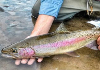 鱒魚可以生吃嗎？鱒魚是海魚還是淡水魚