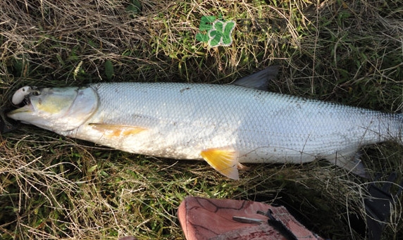 釣鳡魚用什么路亞竿好？路亞鳡魚用什么餌好