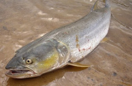 鳡魚吃什么？翹嘴魚和鳡魚有什么區(qū)別