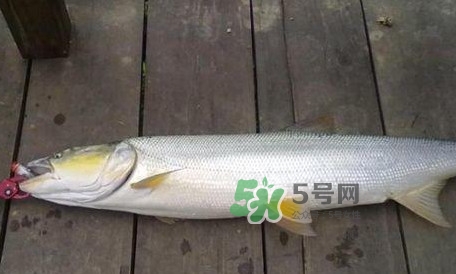 釣鳡魚用什么路亞竿好？路亞鳡魚用什么餌好