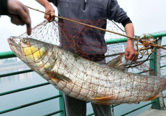 一般鳡魚能長(zhǎng)到多大？鳡魚與假鳡魚怎么區(qū)分