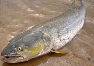 鳡魚怎么釣？鳡魚在魚缸里怎么養(yǎng)