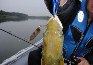 鳡魚好吃嗎？鳡魚刺多嗎