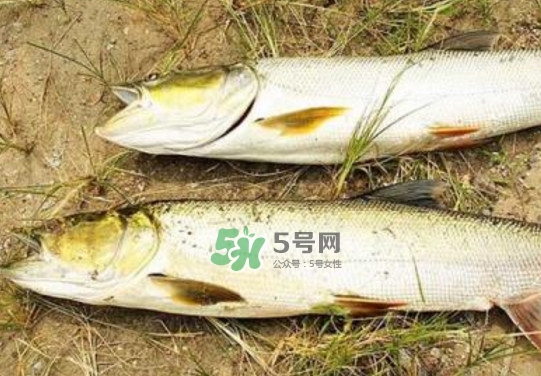 鳡魚是什么魚？鳡魚是淡水魚嗎