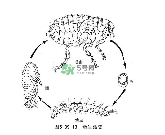 跳蚤會飛嗎？跳蚤會咬人嗎？