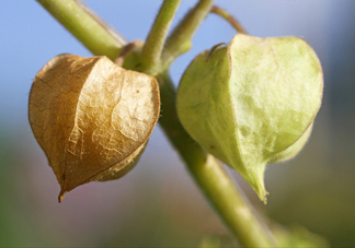 菇娘是寒性還是熱性？菇娘是哪里產(chǎn)的