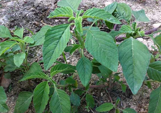 野莧菜孕婦能吃嗎？莧菜和野莧菜的區(qū)別