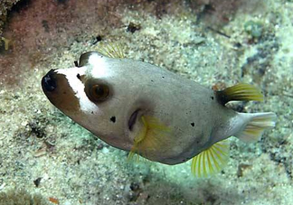 河豚魚是海鮮嗎？河豚魚是淡水魚嗎