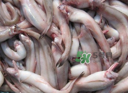 龍頭魚可以冷凍嗎？龍頭魚怎么保存