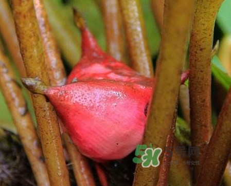 紅菱怎么吃？吃紅菱有什么好處？