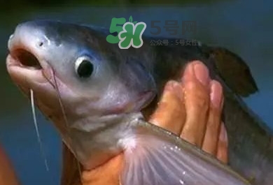 巴沙魚是鯰魚嗎？巴沙魚是海魚嗎