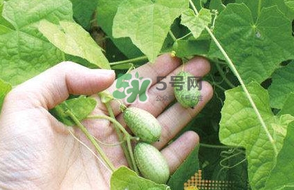 拇指西瓜什么時候種植最好？拇指西瓜哪里可以買到