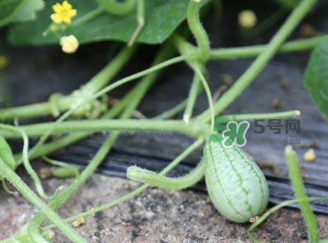 拇指西瓜什么時候種植最好？拇指西瓜哪里可以買到