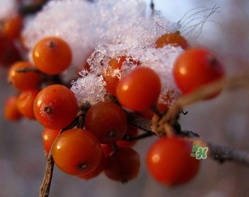 沙棘怎么吃？沙棘果的食用禁忌