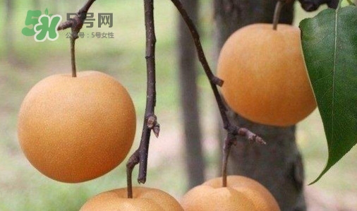 梨子什么時候吃最好？梨子什么時候成熟