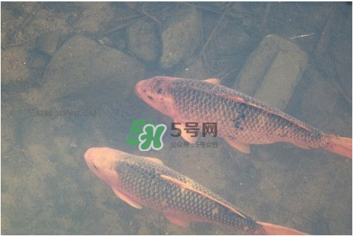 八月份釣魚用什么料好？八月份釣什么魚？