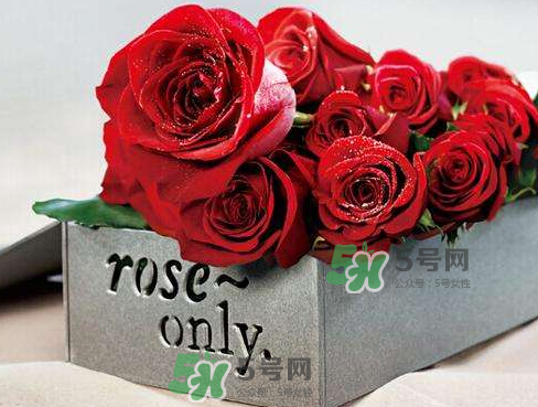 roseonly怎么看真假？roseonly真假對比