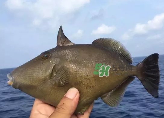 剝皮魚(yú)是什么魚(yú)？剝皮魚(yú)是深海魚(yú)嗎