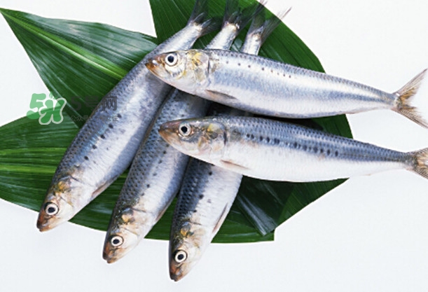 沙丁魚(yú)和秋刀魚(yú)有什么不一樣？秋刀魚(yú)和沙丁魚(yú)的區(qū)別