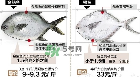 金鯧魚是海魚嗎？金鯧魚的刺多嗎？