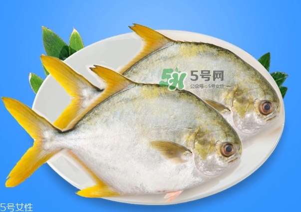 金鯧魚是海魚嗎？金鯧魚的刺多嗎？