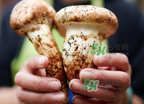 新鮮松茸用水焯嗎？新鮮松茸洗時用水浸泡嗎